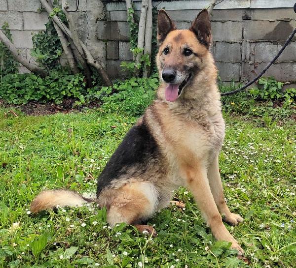 CICCILLO PASTORE TEDESCO Foto 2